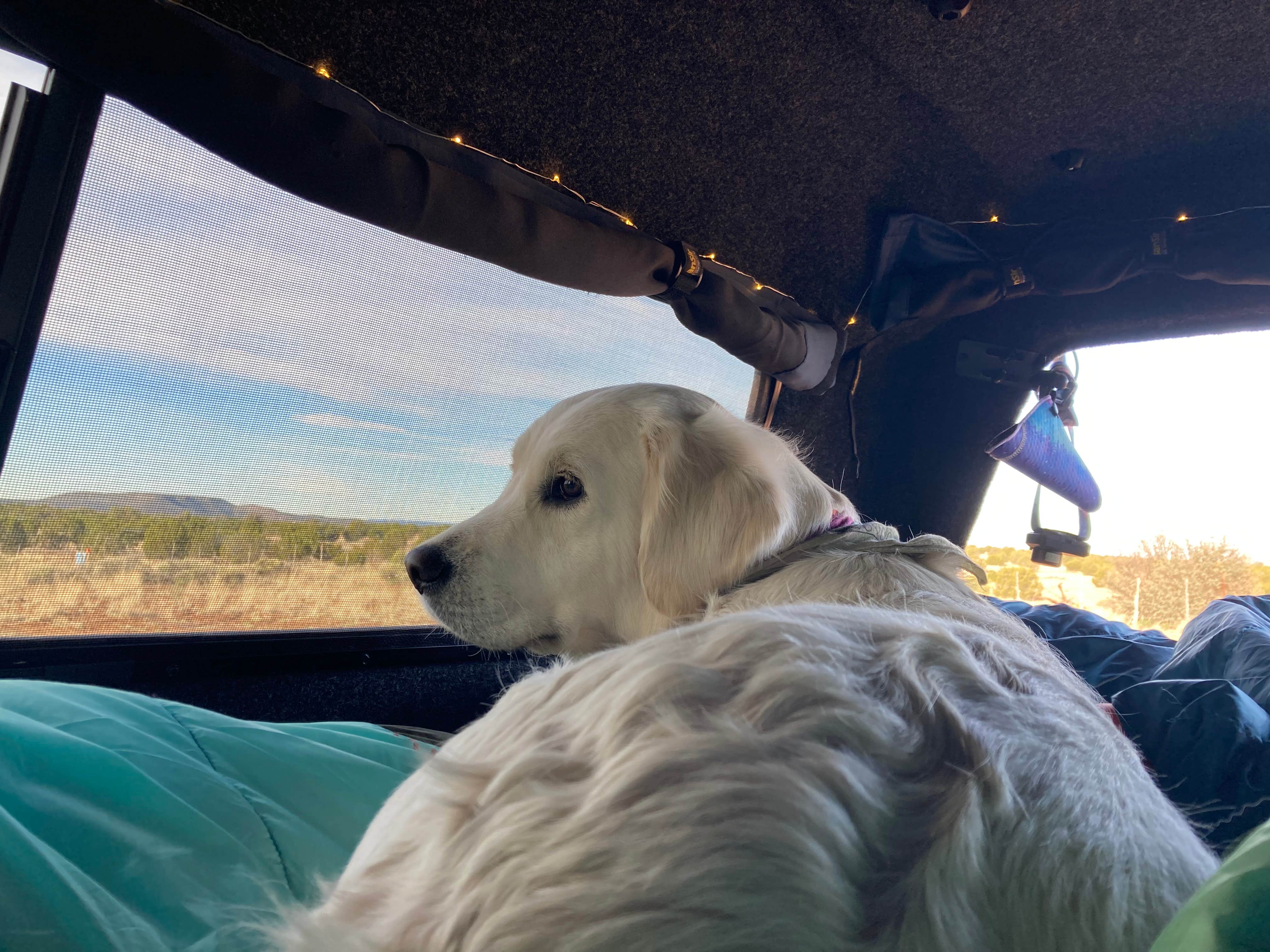 Teresa F.'s photo of camping with pets at A Spark in the Dark near Seligman, AZ