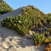 Review photo of Oceano County Campground — Pismo State Beach by Amy H., April 23, 2023