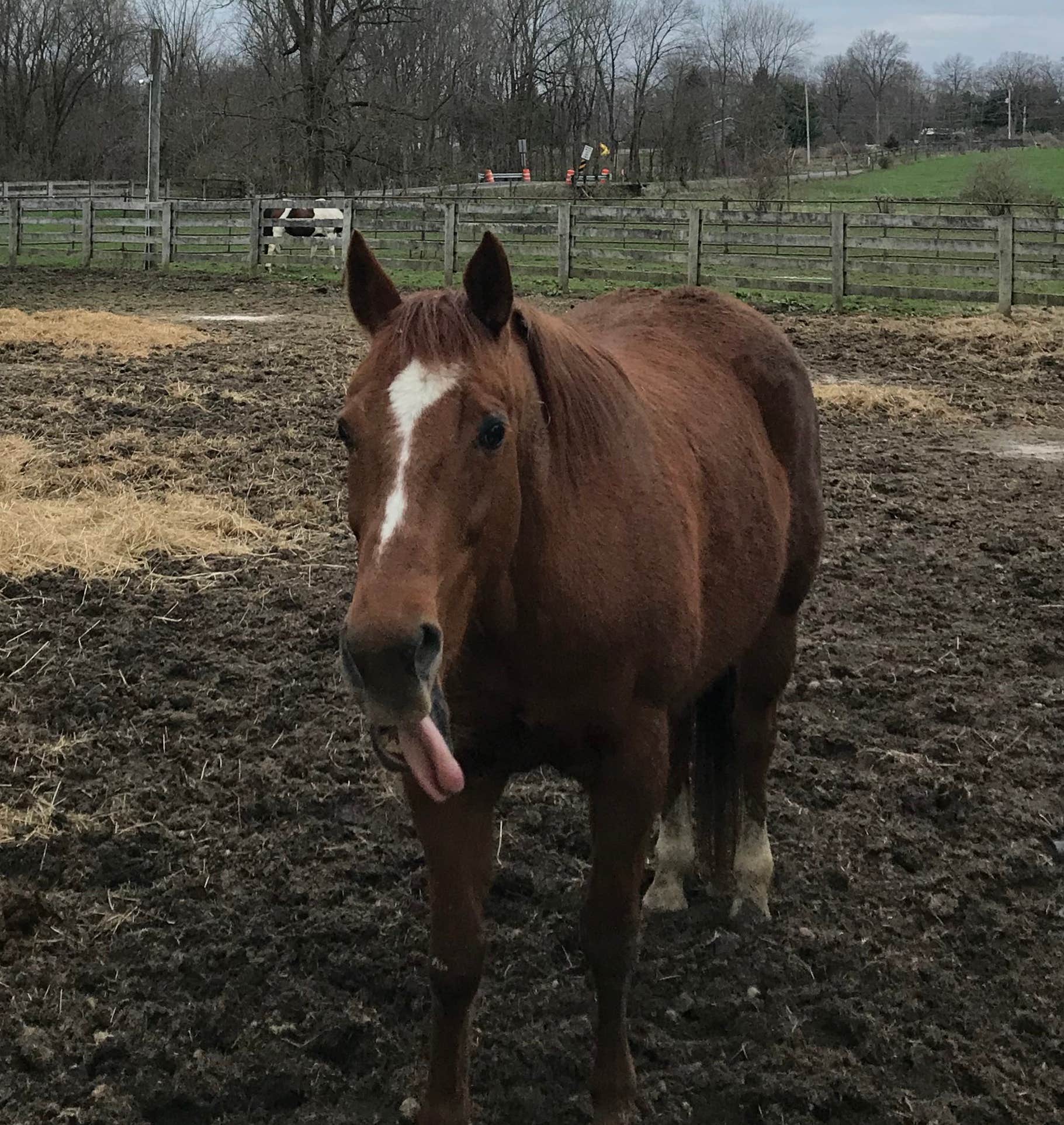 Camper-submitted photo at Buckeye Run Farm near Alum Creek Lake
