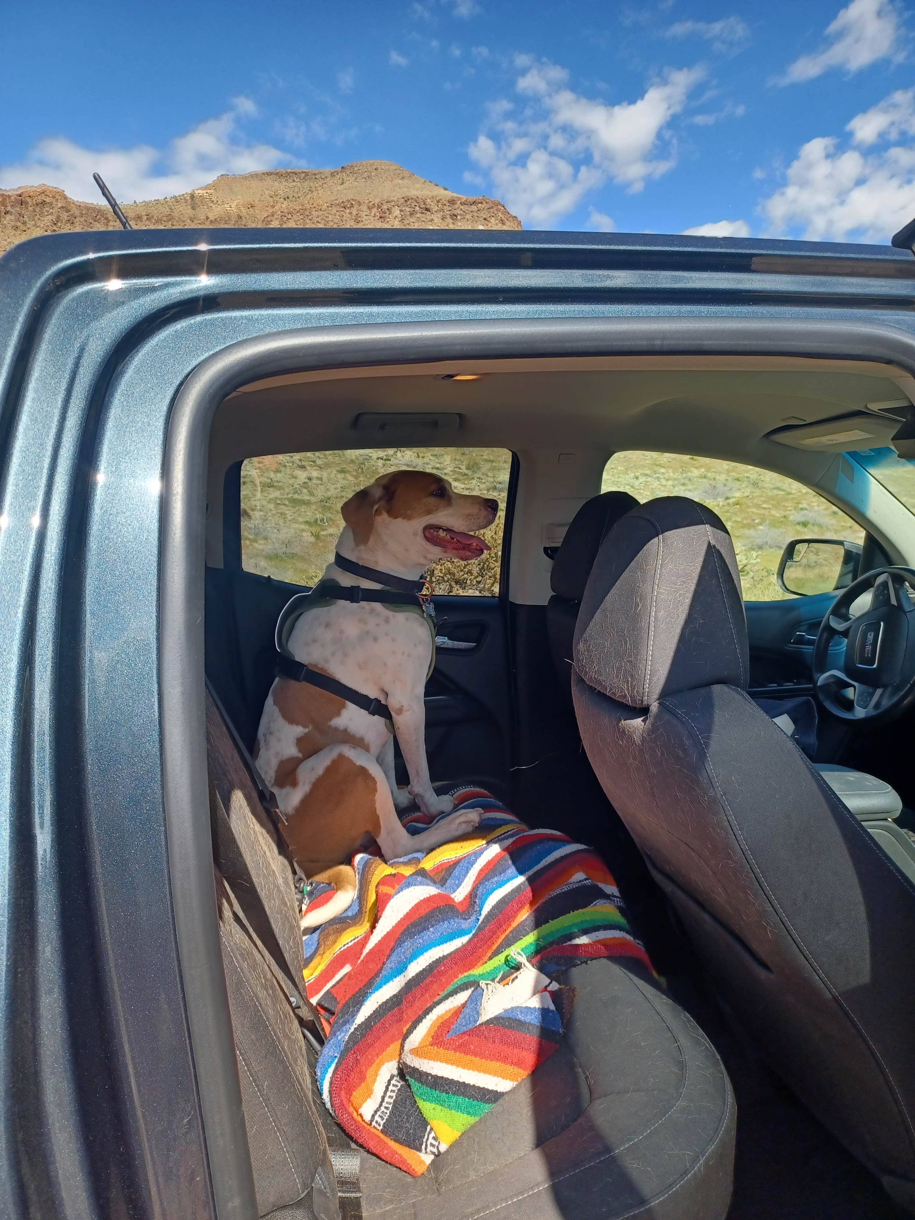 Courtney B.'s photo of camping with pets at Hole In The Wall Campground — Mojave National Preserve near Baker, CA