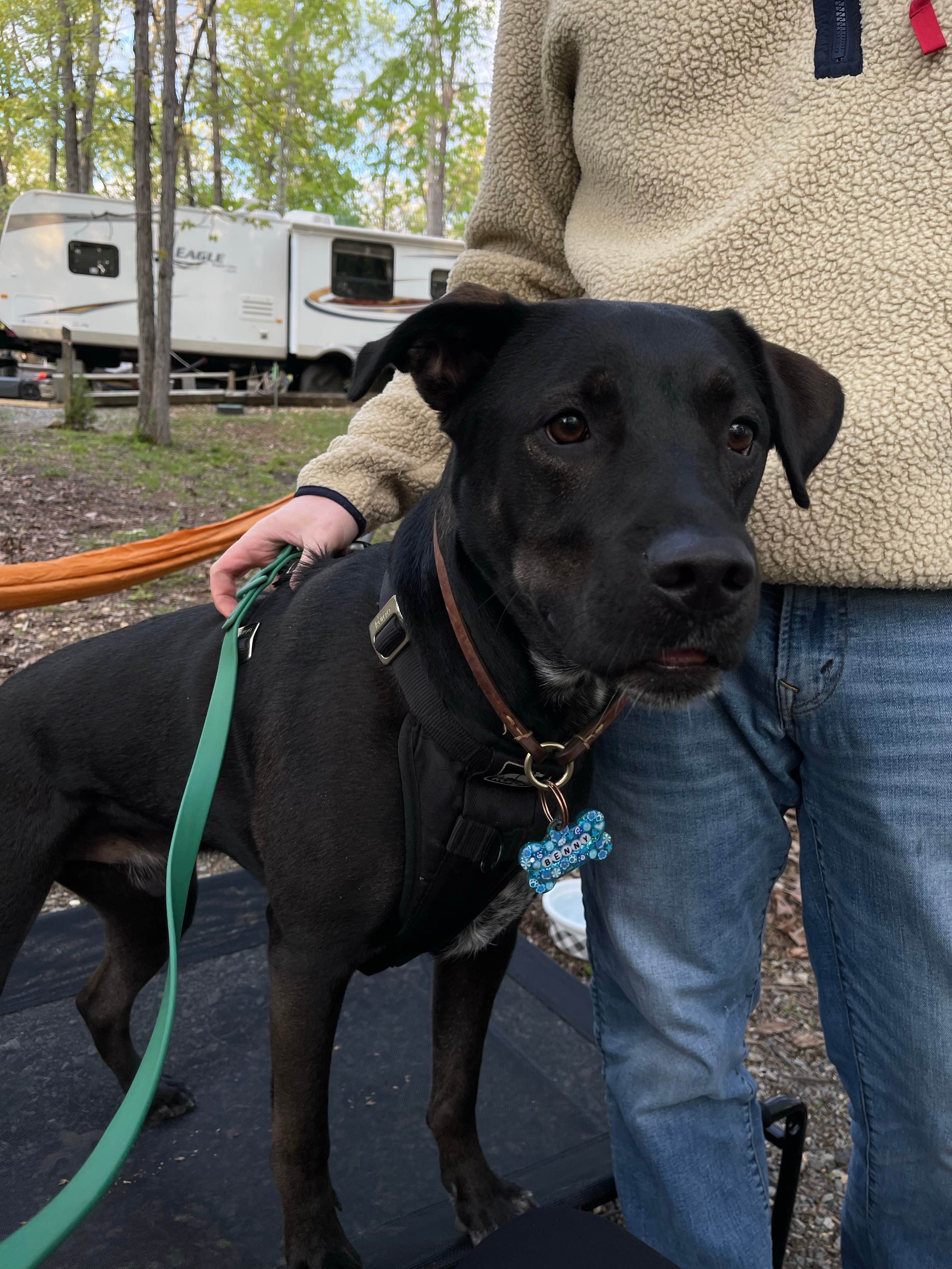 Annie M.'s photo of camping with pets at Hillman Ferry Campground near Madisonville, KY