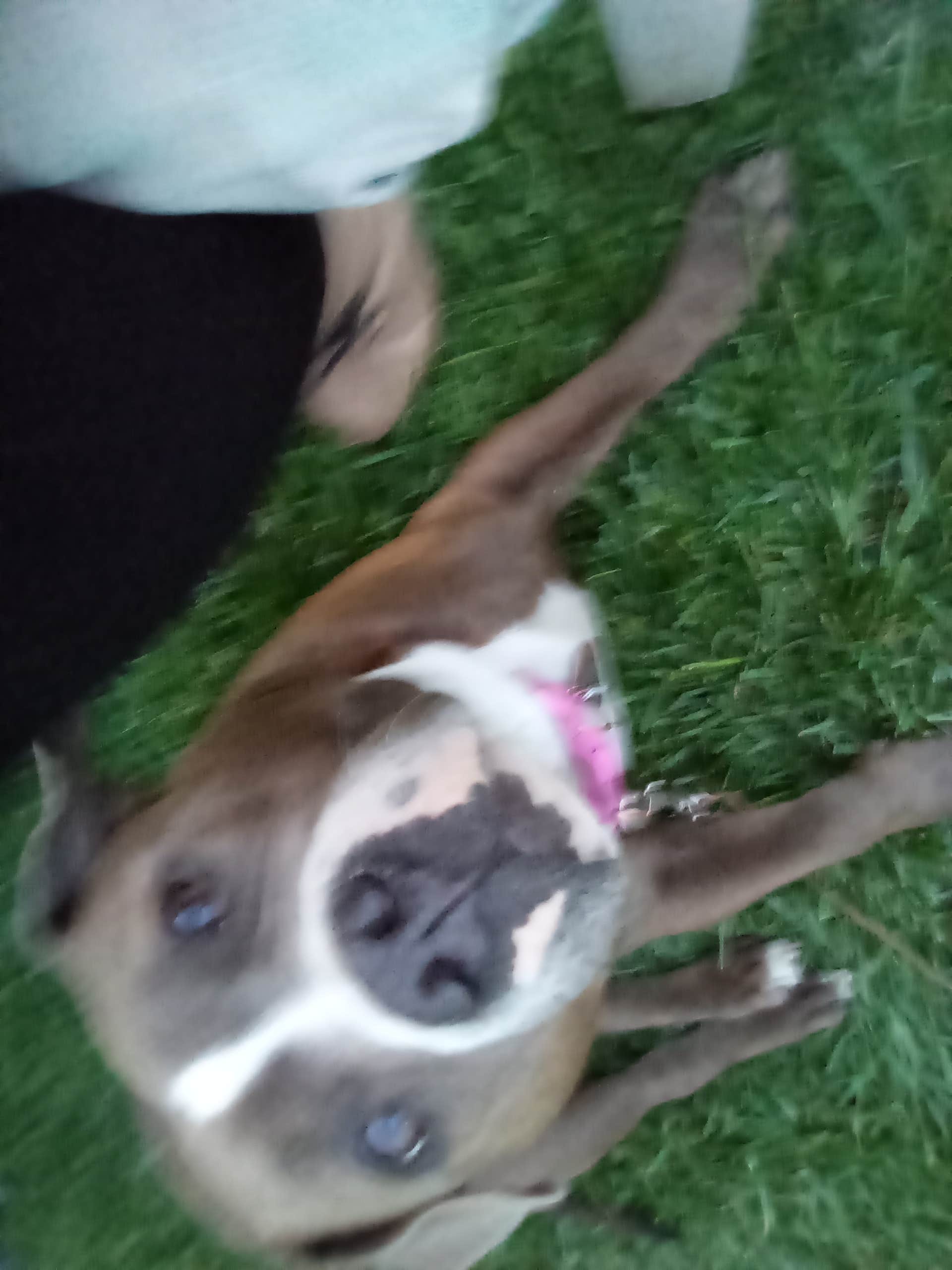 Ashante B.'s photo of camping with pets at Starved Rock Family Campground near Pontiac, IL