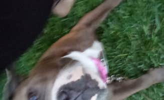 Ashante B.'s photo of camping with pets at Starved Rock Family Campground near Ottawa, IL