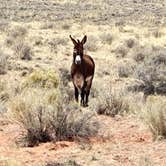 Review photo of Homolovi State Park Campground by Toni S., April 24, 2023