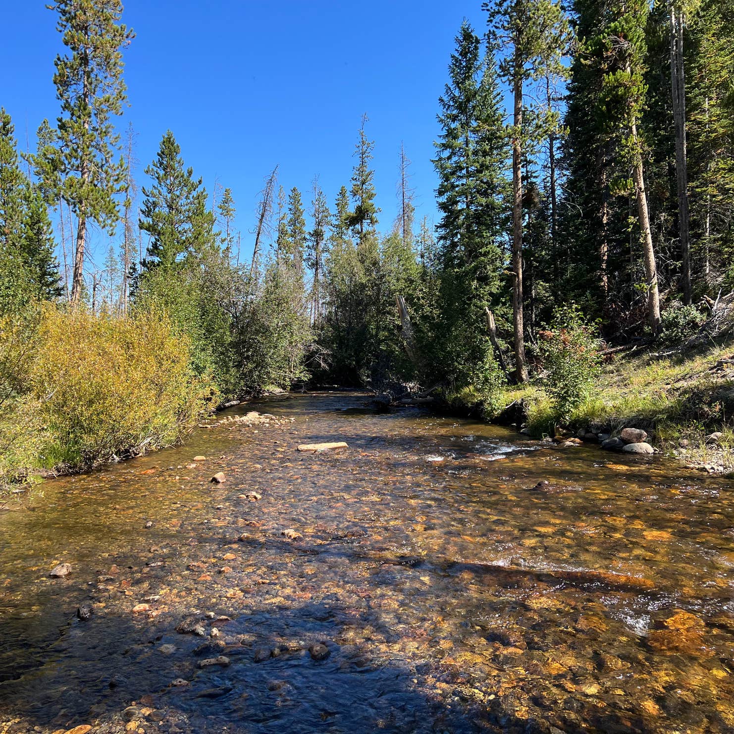 St. Louis Creek Campground Camping | The Dyrt