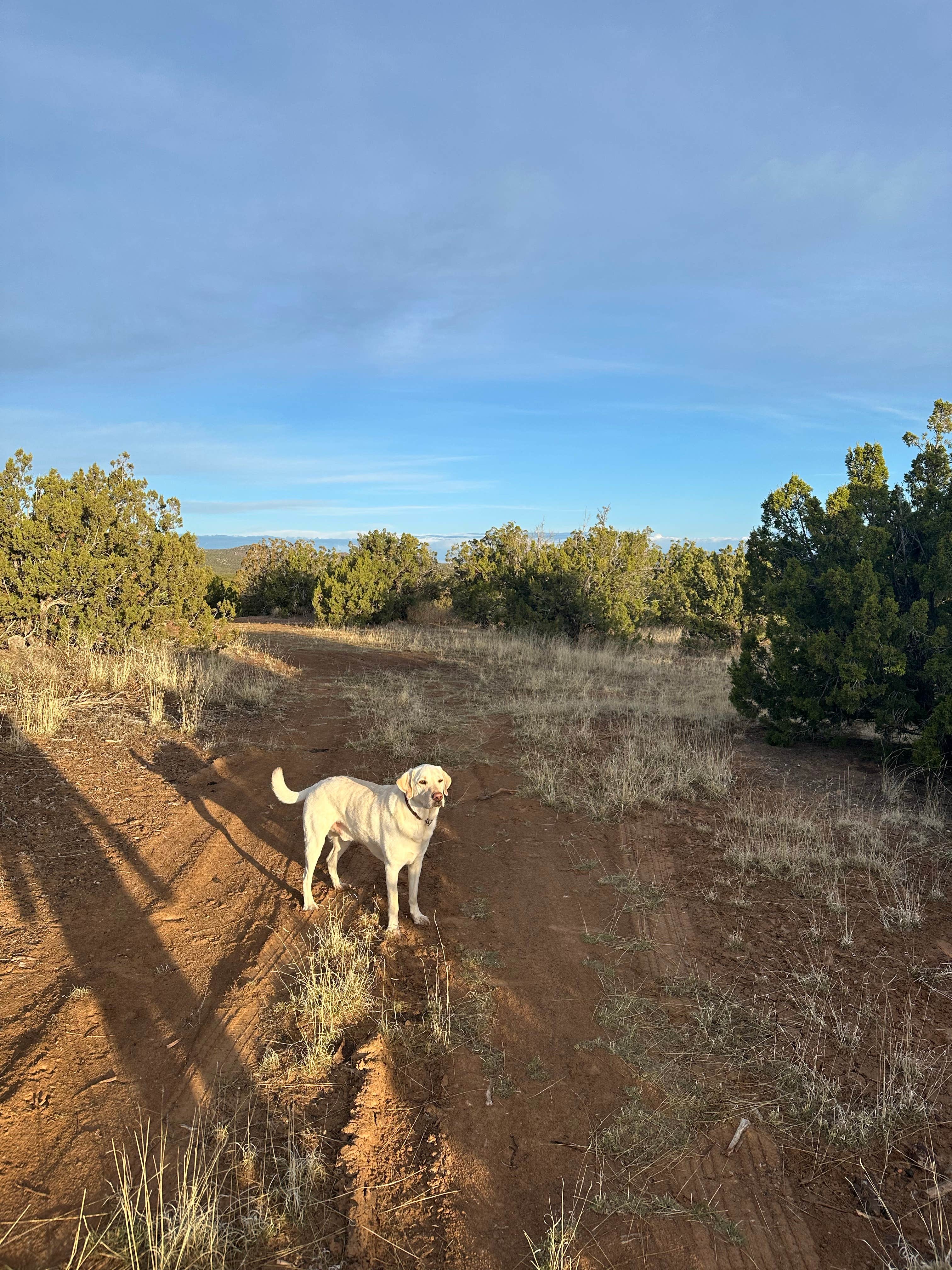 KC H.'s photo of camping with pets at Caja Del Rio Dispersed Camping near Eldorado at Santa Fe, NM