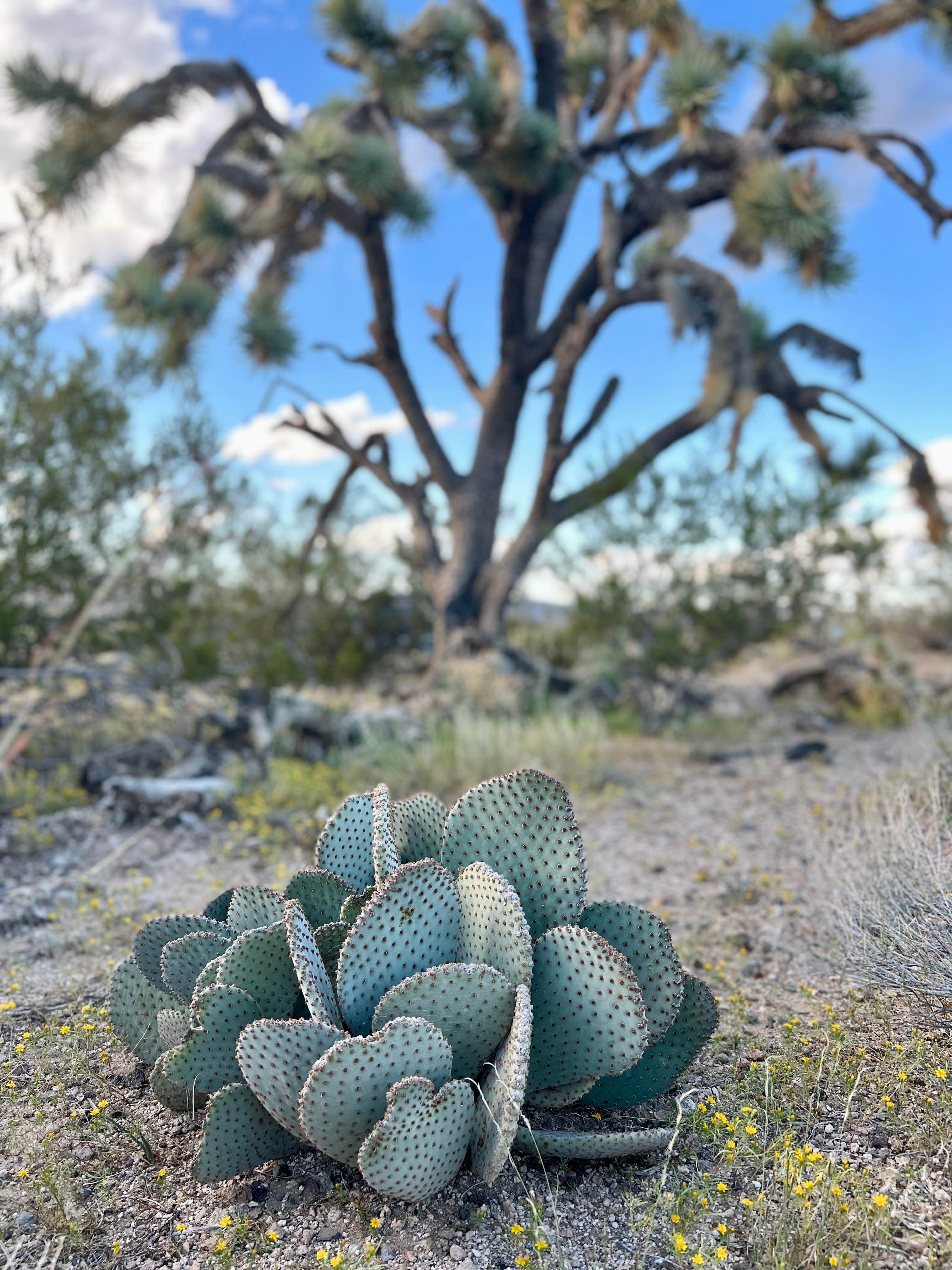 Camper-submitted photo at Corvus Mountain View Retreat near Dolan Springs, AZ