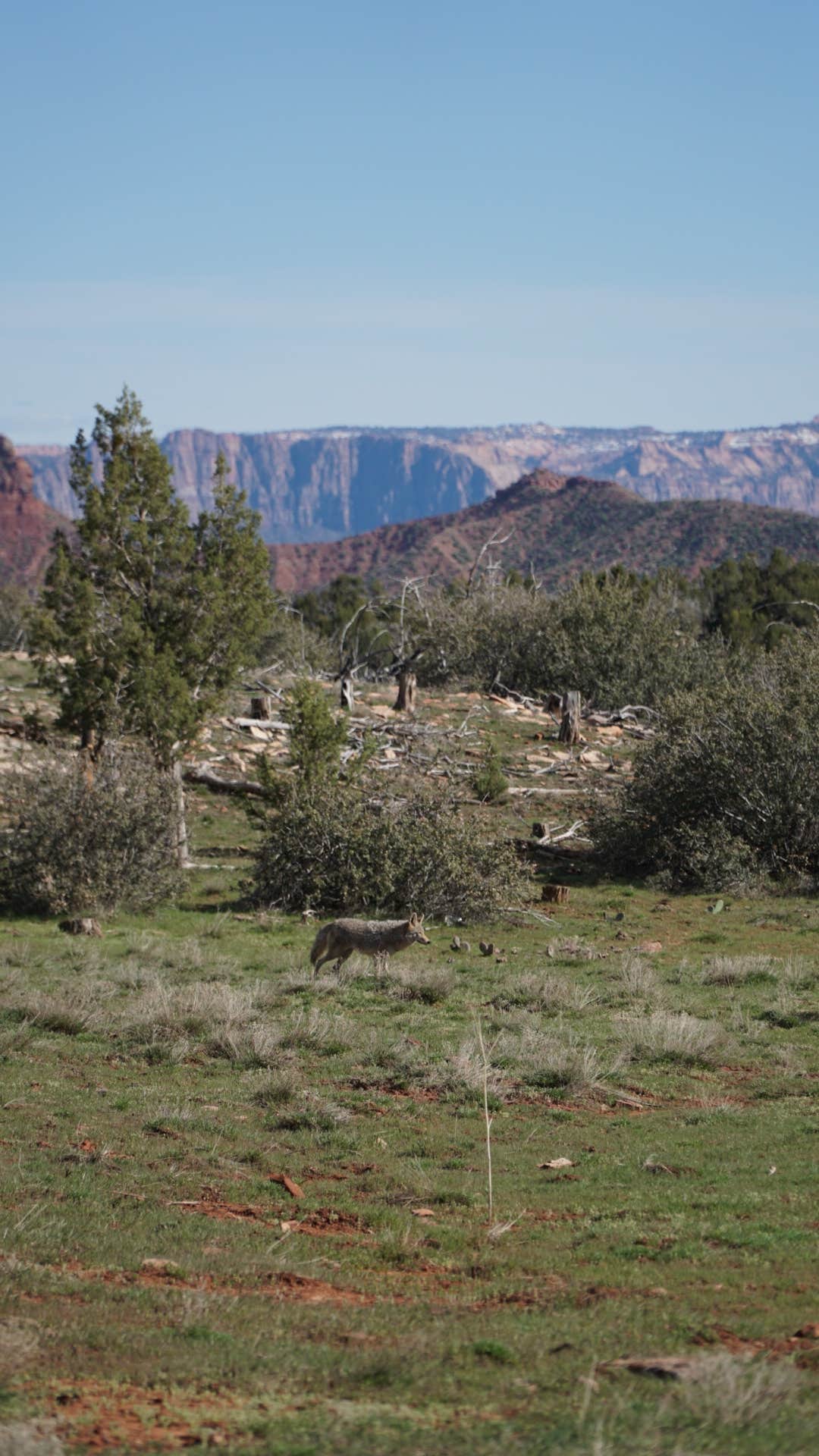 Kylie P.'s photo of camping with pets at Zion Wright Family Ranch near Zion National Park