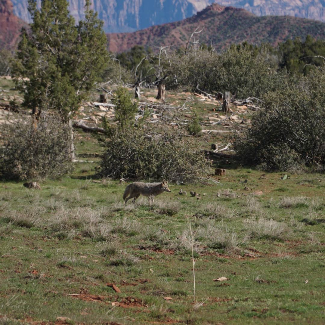 Zion Wright Family Ranch Camping | Virgin, Utah