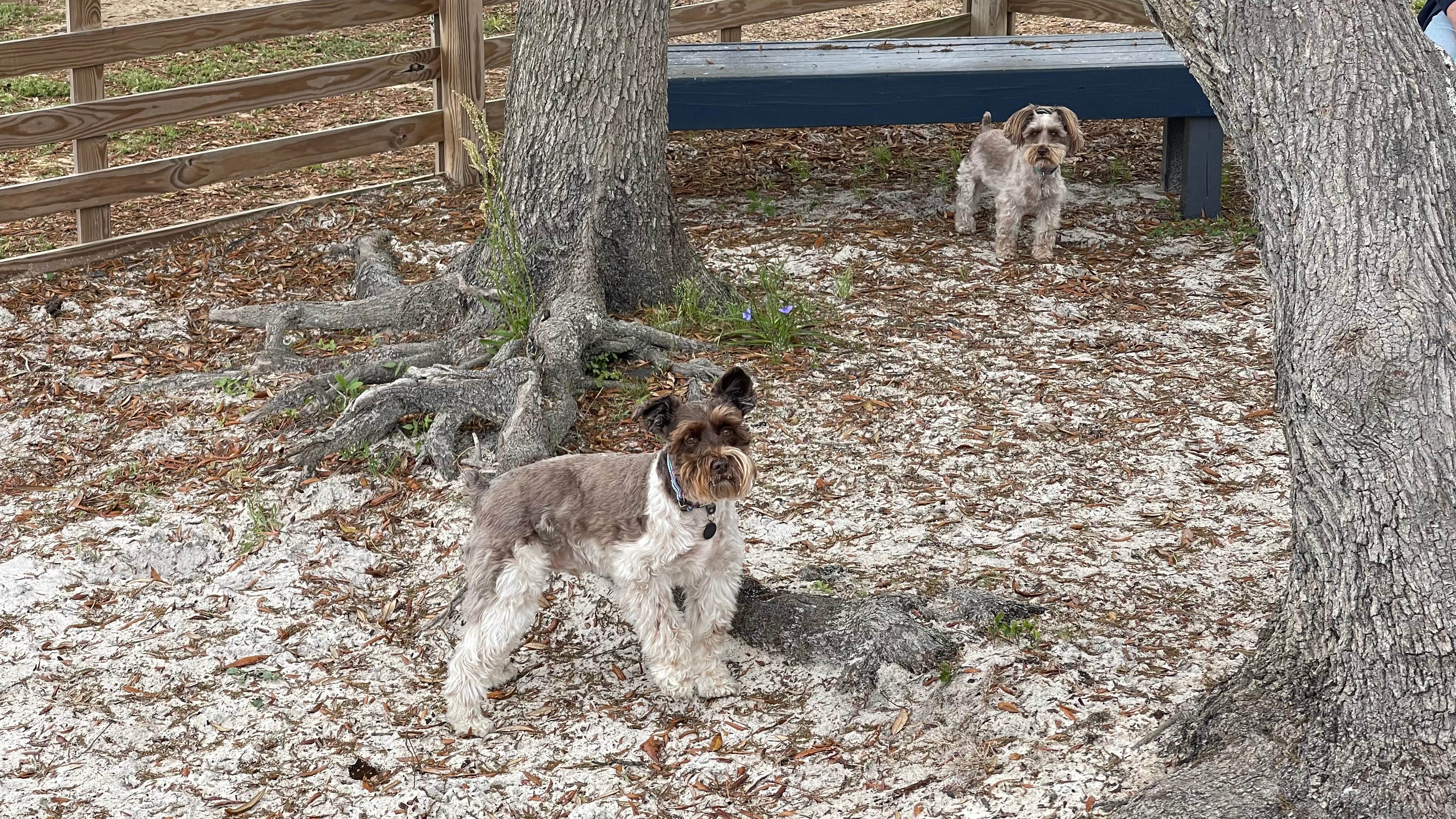 Michael B.'s photo of camping with pets at Emerald Beach RV Park near Pensacola Beach, FL