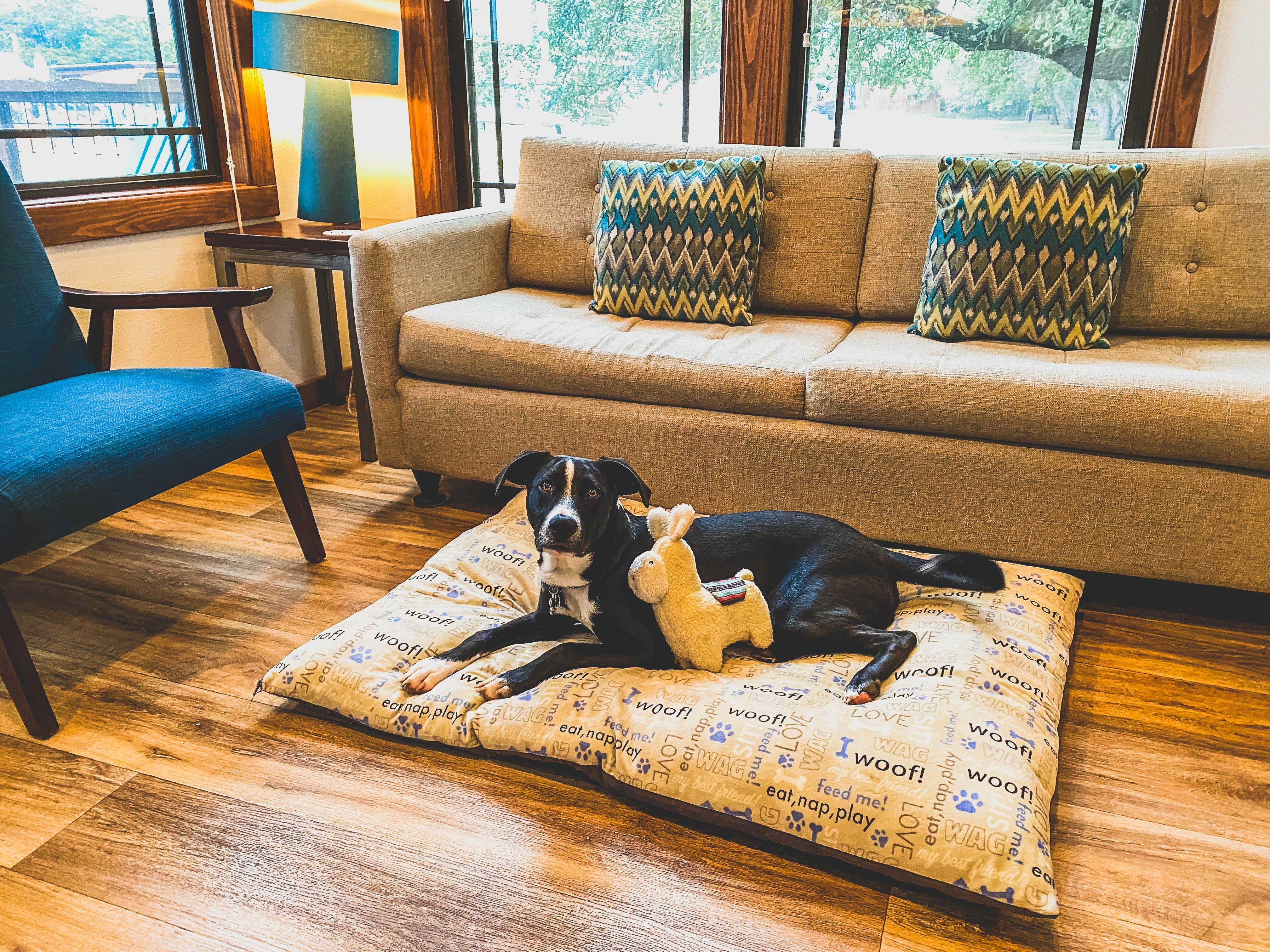 Horizon M.'s photo of camping with pets at Mystic Quarry near Spring Branch, TX