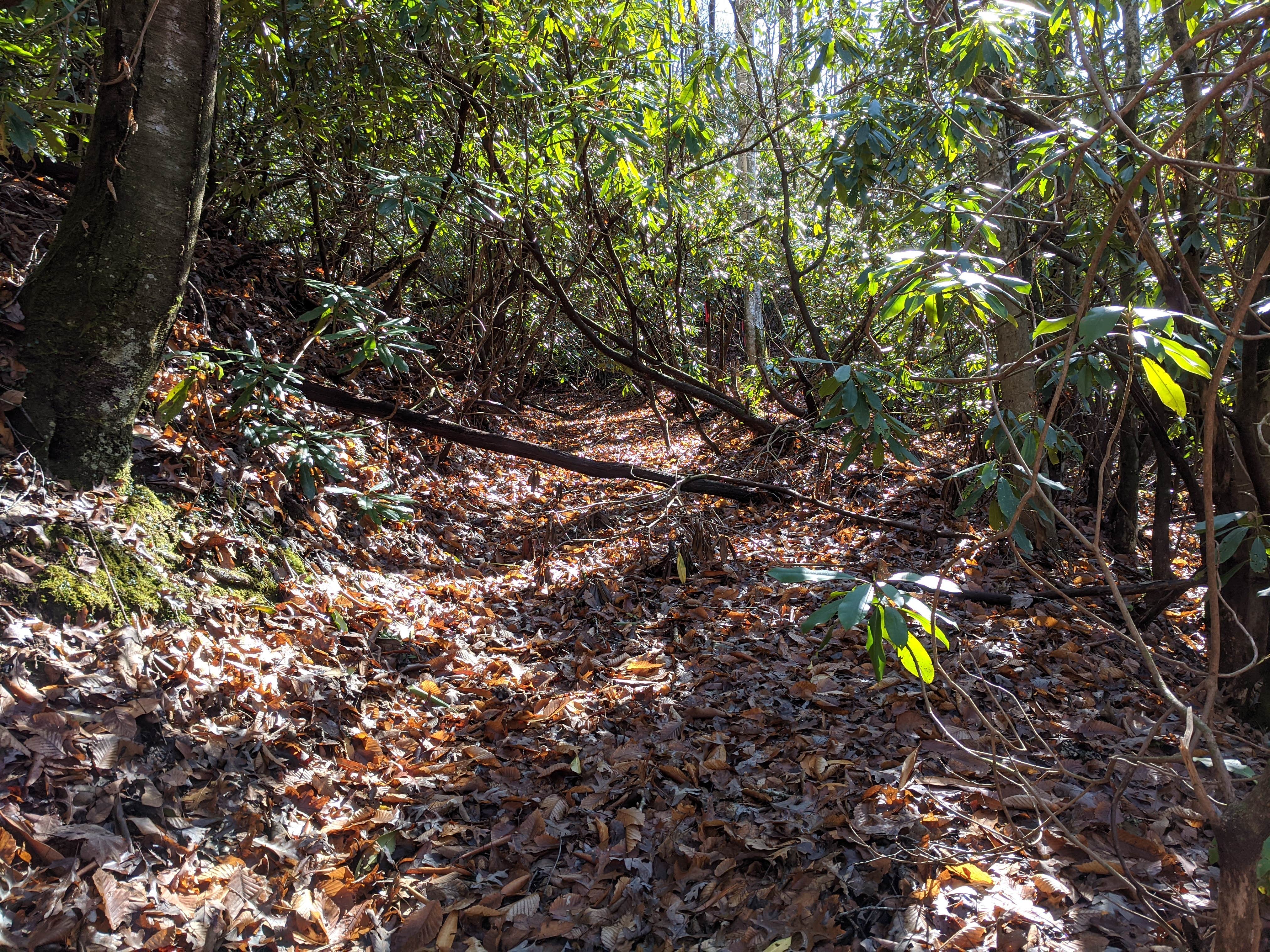 Camper submitted image from Backside Campground at Nantahala - 3