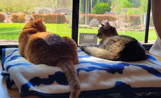 Clean Slate D.'s photo of camping with pets at Leeds RV Park & Motel near Leeds, UT