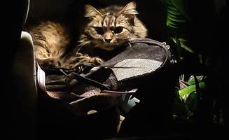 Cyndy & Selena R.'s photo of camping with pets at Poppy Mountain Campground near Manchester, OH
