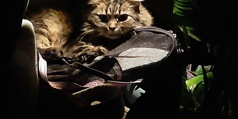 Camper submitted image from Poppy Mountain Campground