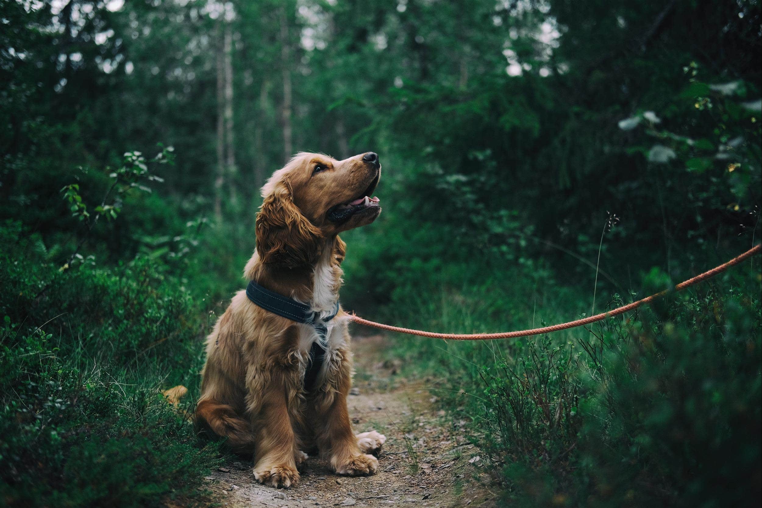 Blue B.'s photo of camping with pets at Blue Bear Mountain Camp near Blowing Rock, NC