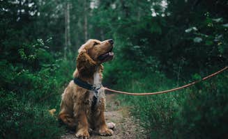 Blue B.'s photo of camping with pets at Blue Bear Mountain Camp near Purlear, NC