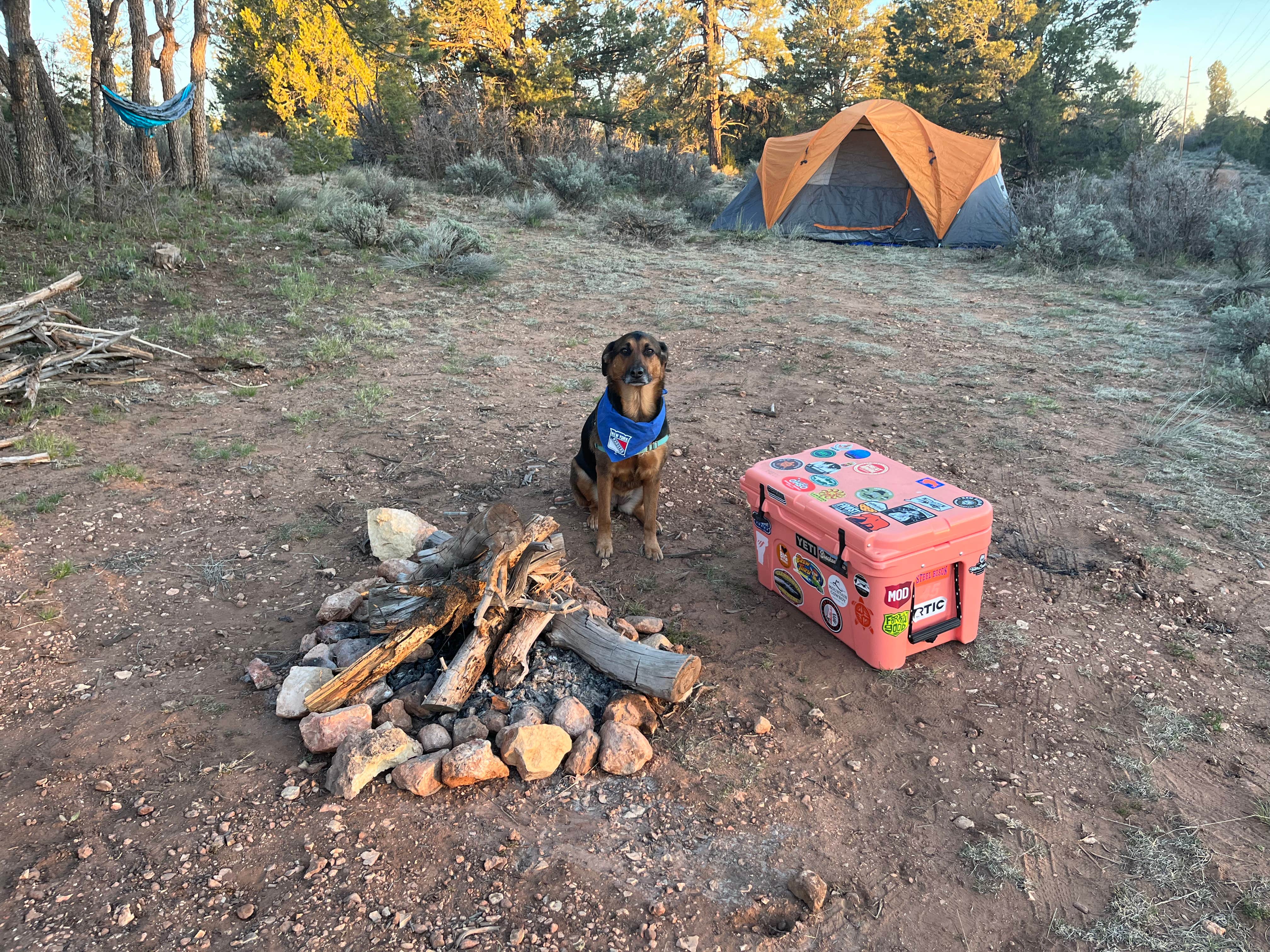 Anna E.'s photo of camping with pets at Forest Service Road 328 Dispersed near Cameron, AZ