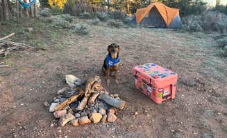 Anna E.'s photo of camping with pets at Forest Service Road 328 Dispersed near Grand Canyon National Park