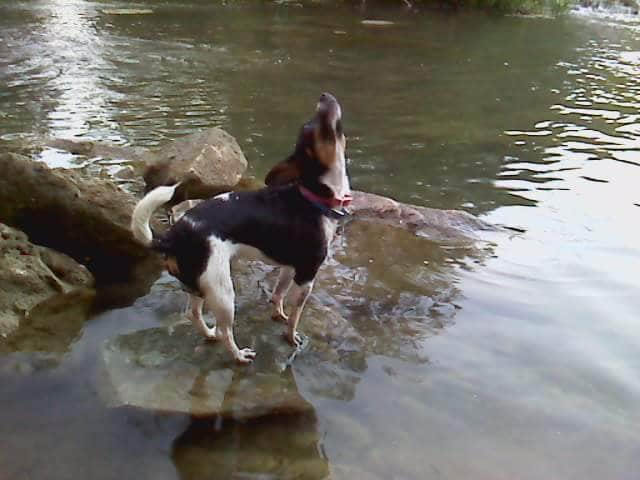 Melanie W.'s photo of camping with pets at Blue River Campground near Chickasaw National Recreation Area
