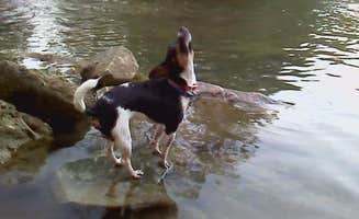Melanie W.'s photo of camping with pets at Blue River Campground near Sulphur, OK