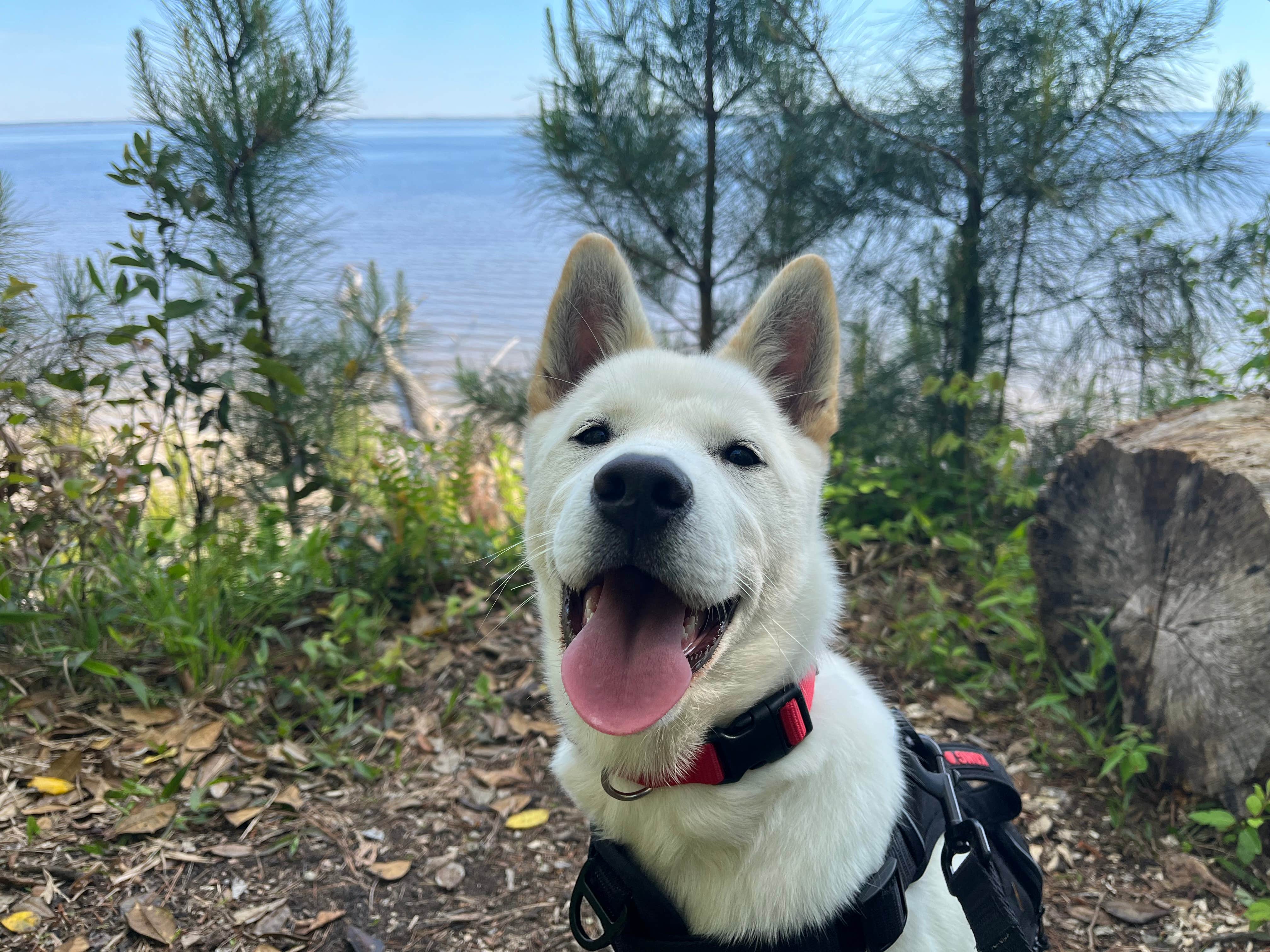 Ron H.'s photo of camping with pets at Flanners Beach near Gloucester, NC