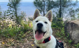 Ron H.'s photo of camping with pets at Flanners Beach near Harkers Island, NC