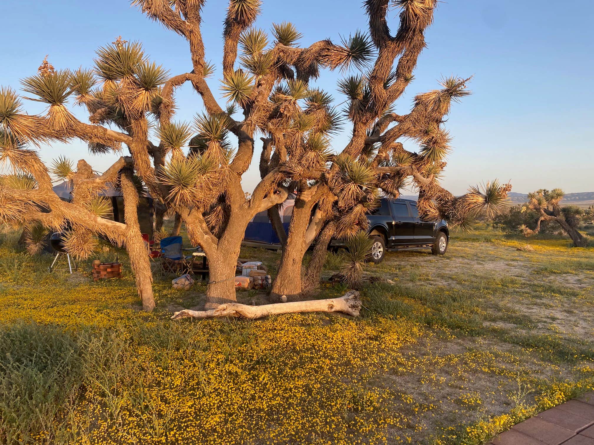 Camper-submitted photo at Joshua Tree Rancho near Lake Hughes, CA