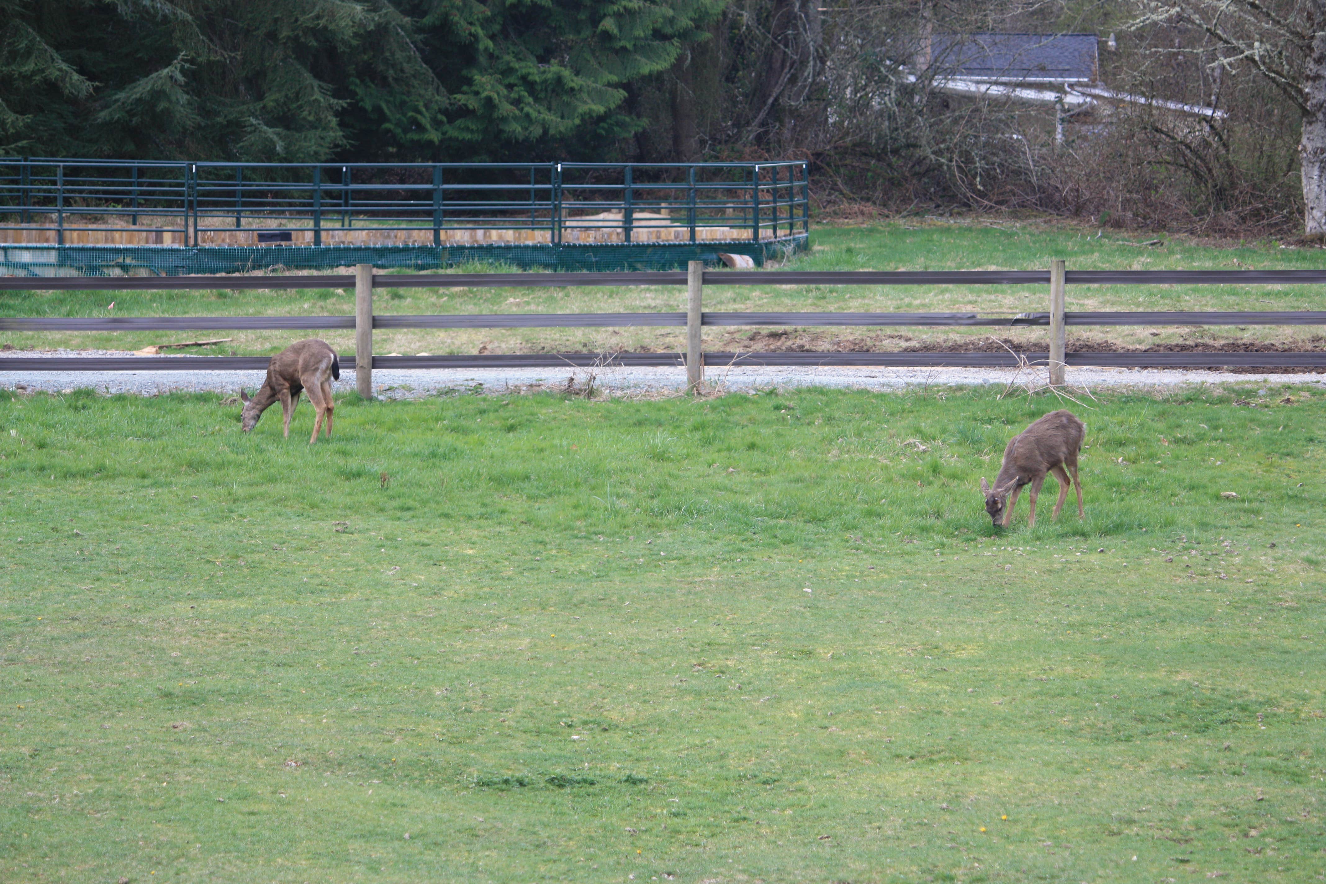 Camper-submitted photo at Greenstone Farm Camping near Mount Vernon, WA