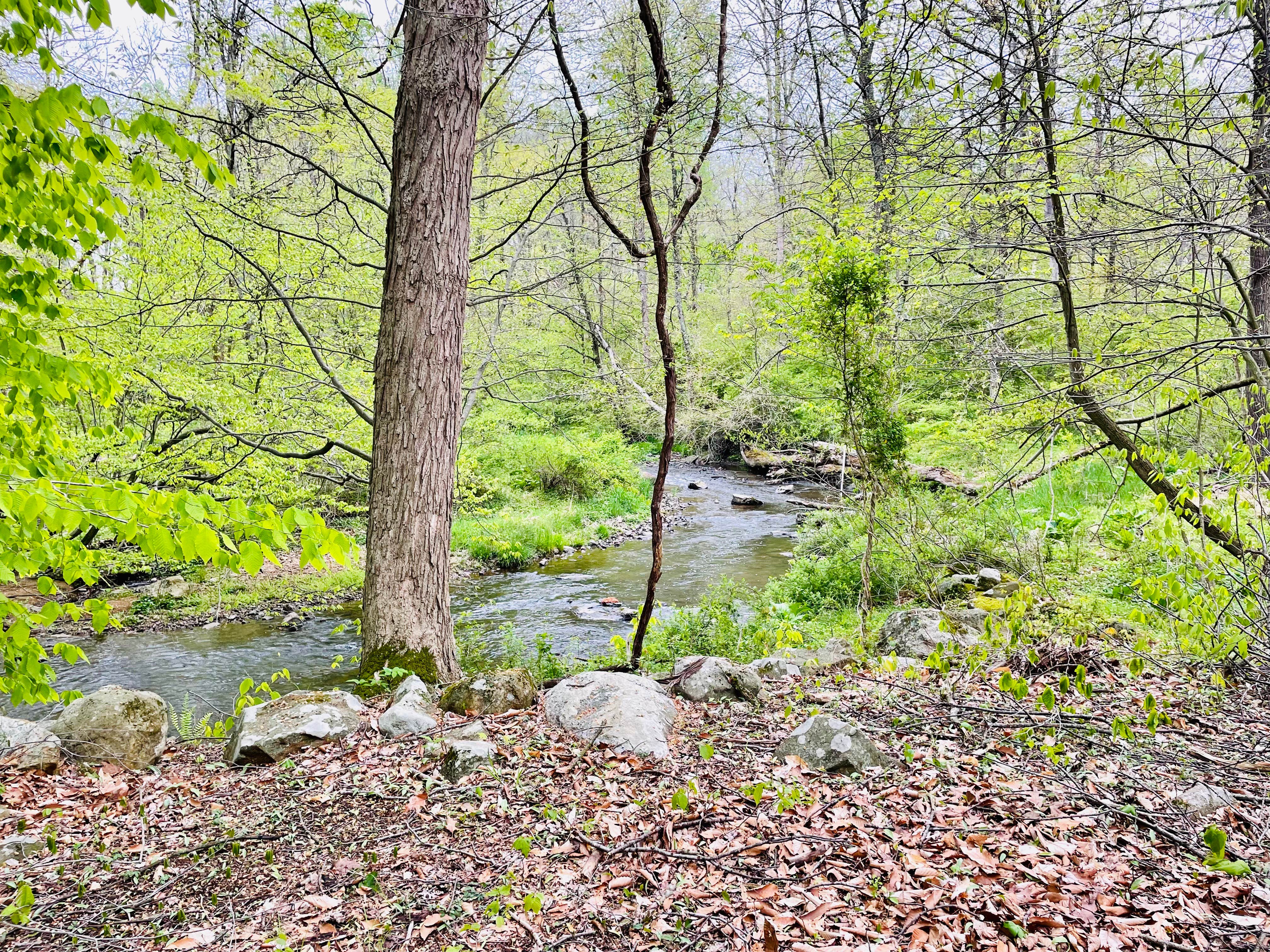 Camper submitted image from Tranquil Creekside Camp - 2