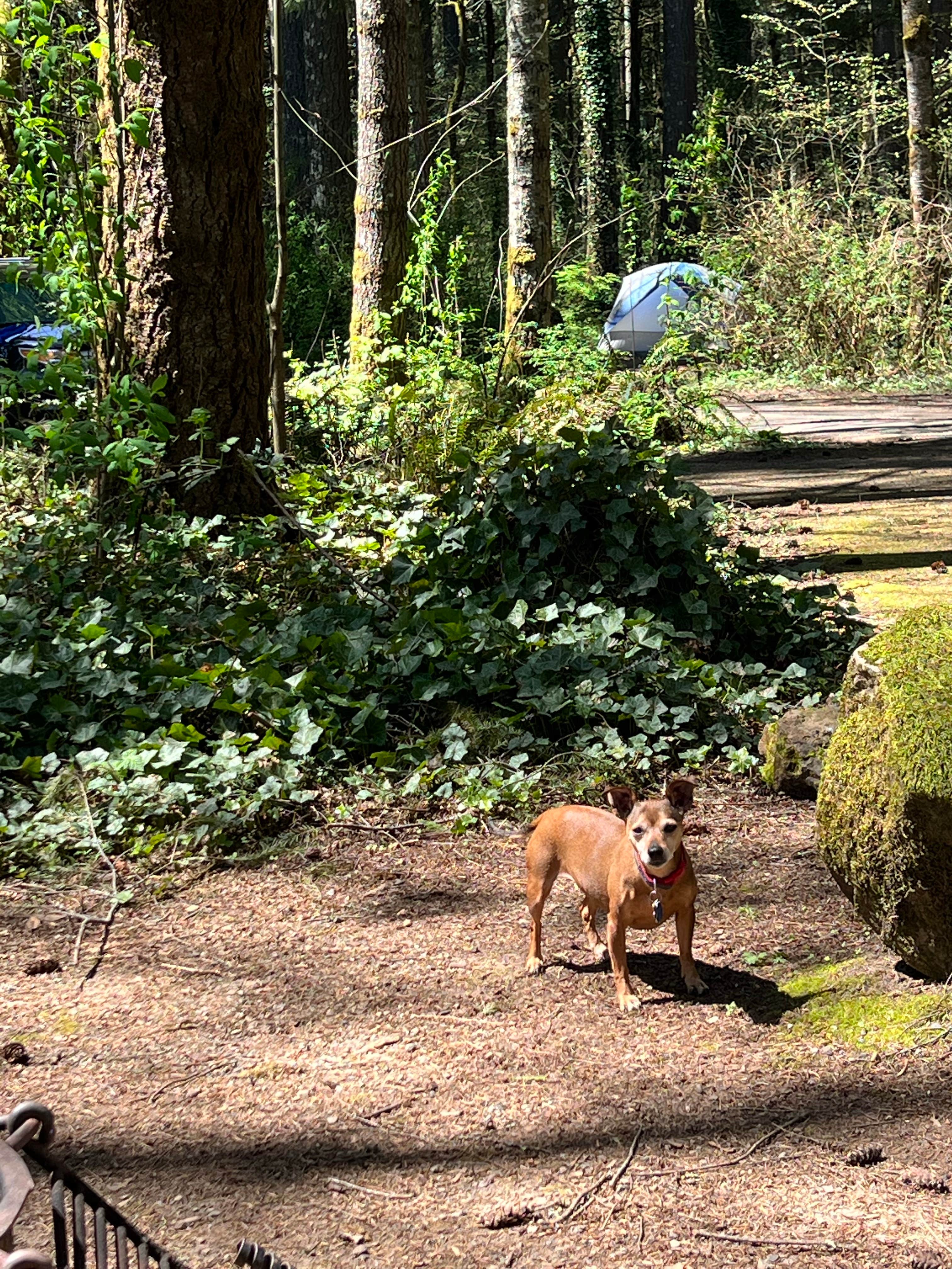 Taryn L.'s photo of camping with pets at Battle Ground Lake State Park Campground near Portland, OR