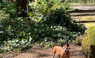 Taryn L.'s photo of camping with pets at Battle Ground Lake State Park Campground near Scappoose, OR