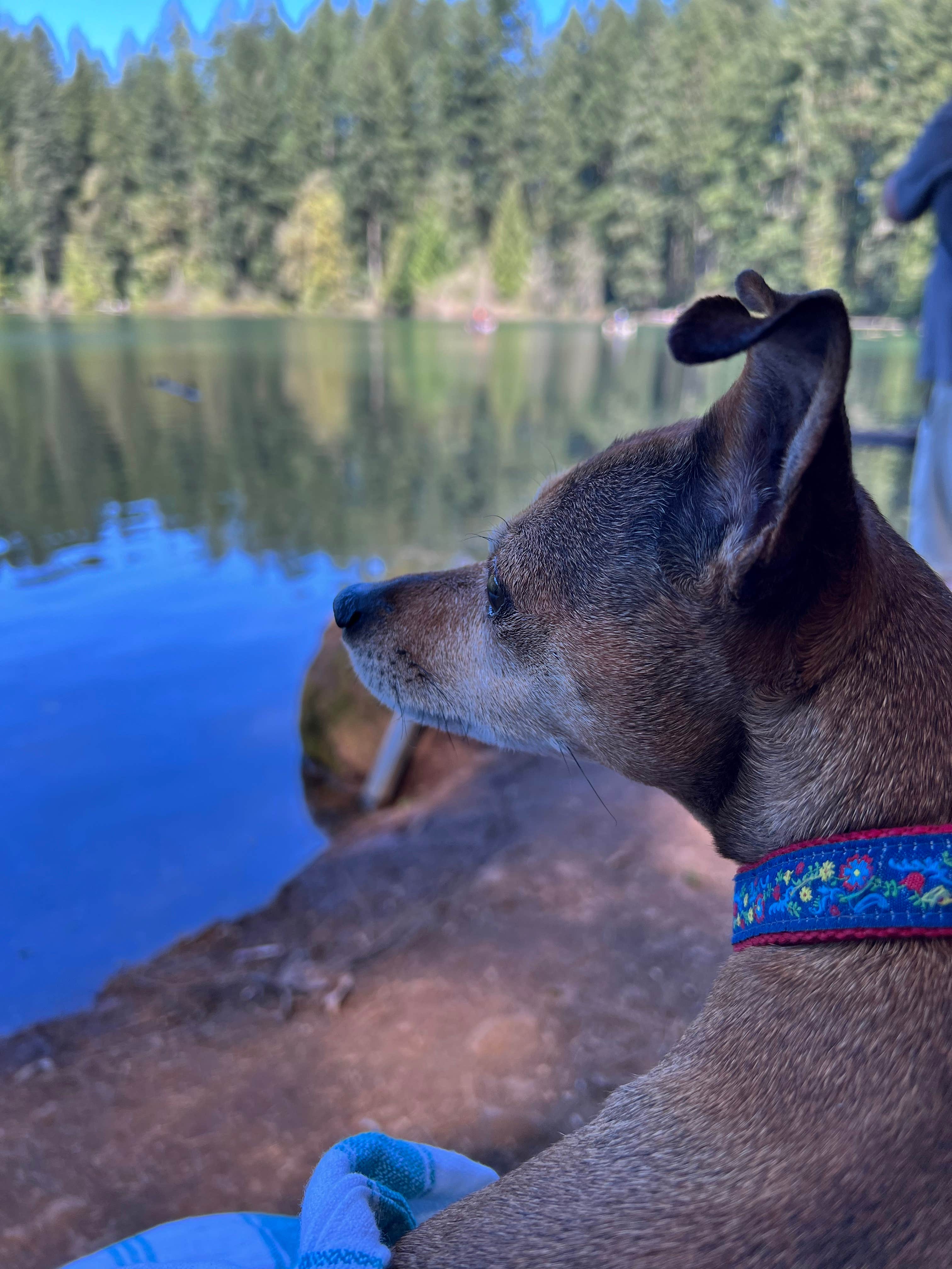 Taryn L.'s photo of camping with pets at Battle Ground Lake State Park Campground near St. Helens, OR