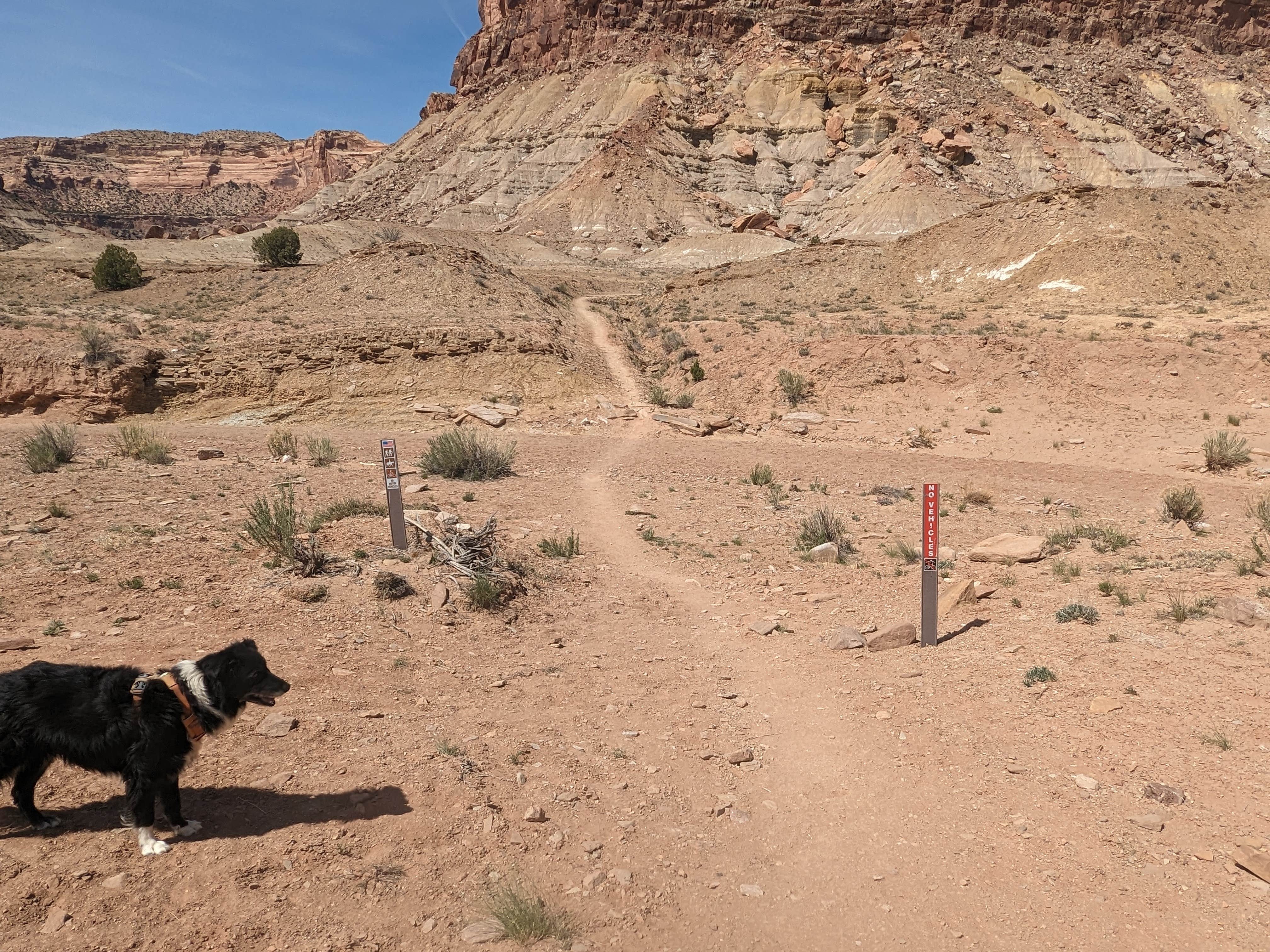 Greg L.'s photo of camping with pets at BLM Road 327 Dispersed near Wellington, UT