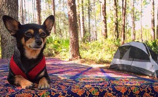 Aliyah B.'s photo of camping with pets at 17 Mile Hunt Camp near Lake Butler, FL