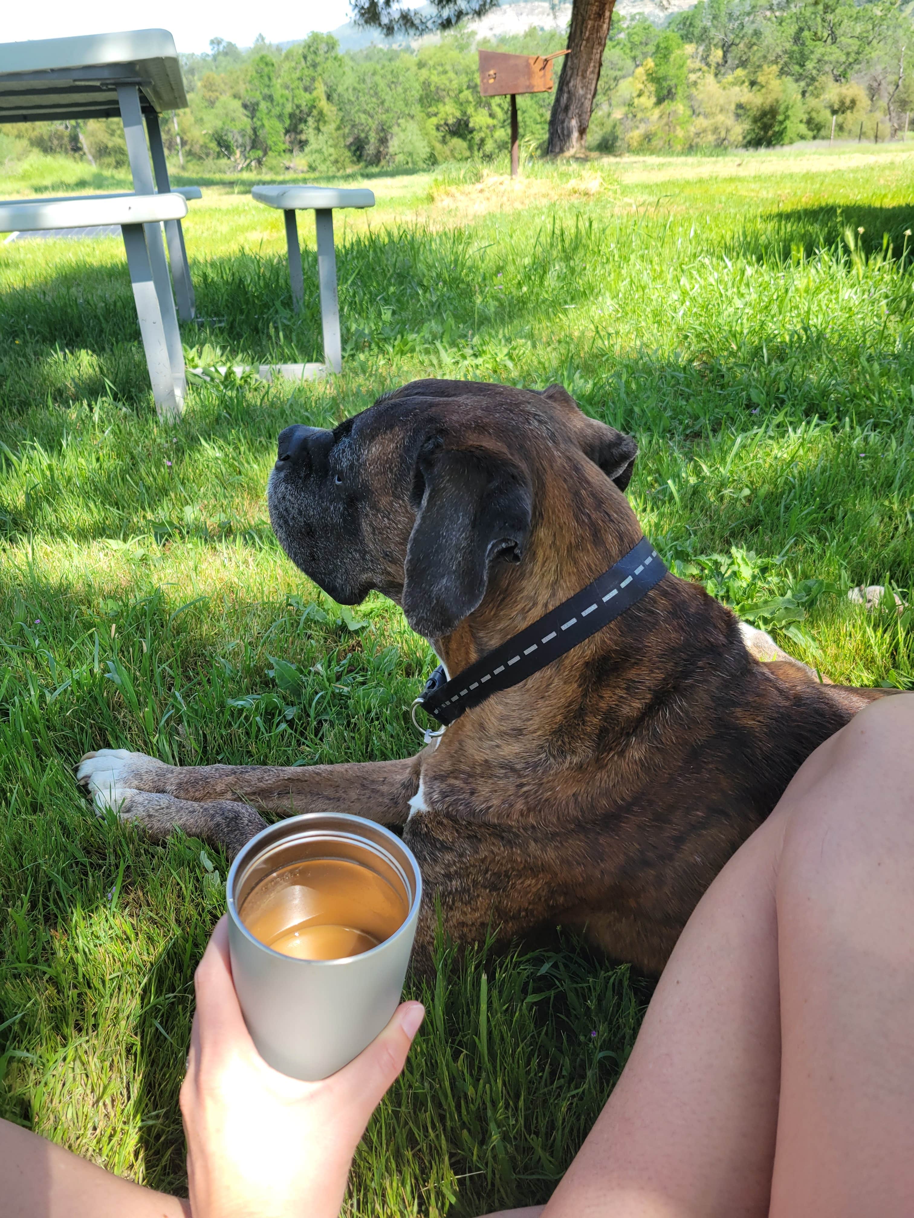 Courtney F.'s photo of camping with pets at Dunlap canyon retreat near Goshen, CA
