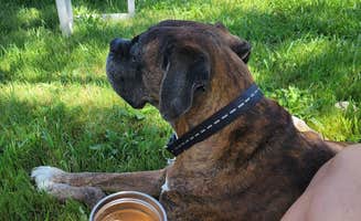 Courtney F.'s photo of camping with pets at Dunlap canyon retreat near Sequoia and Kings Canyon National Parks