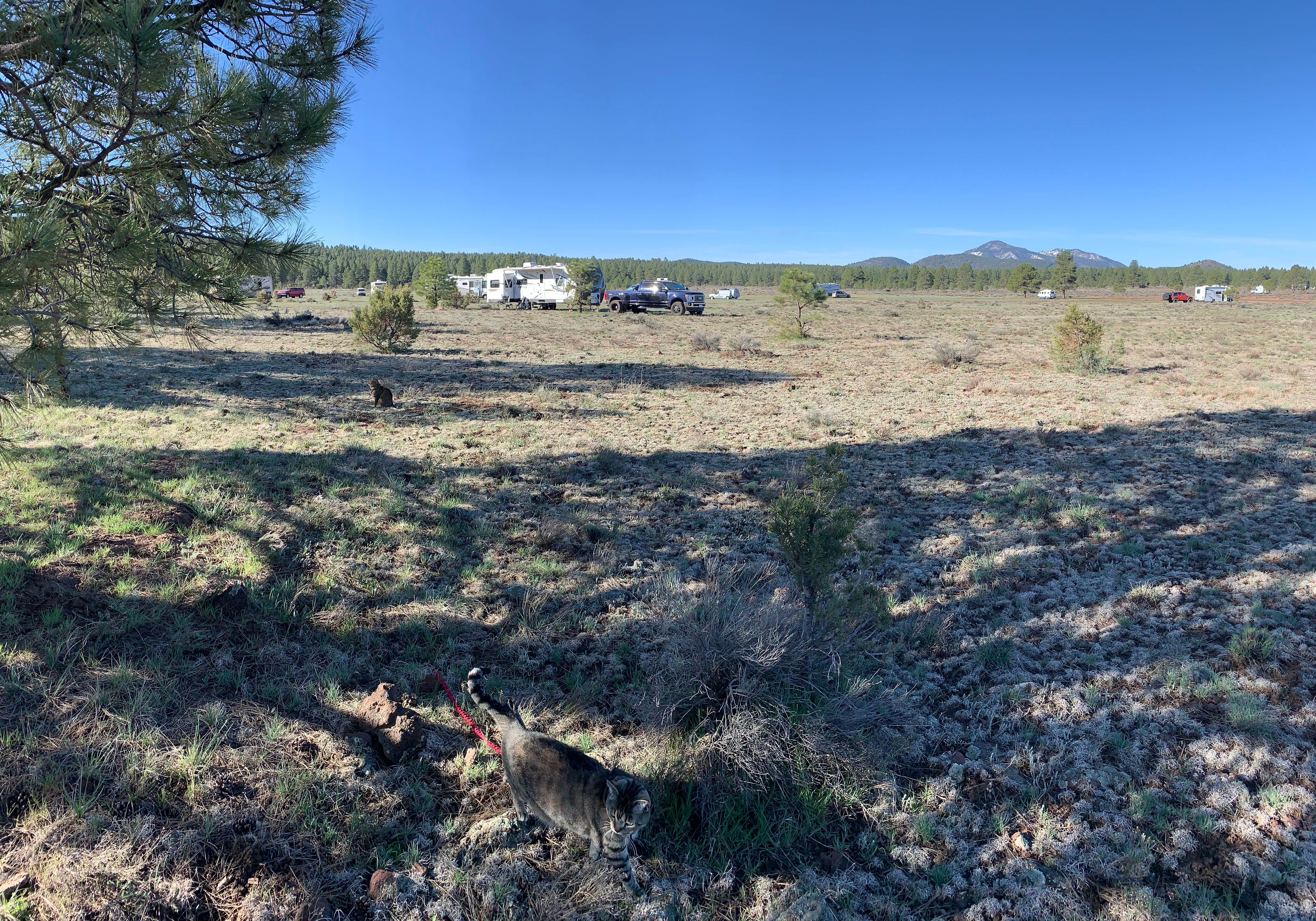 Lee's photo of camping with pets at Garland Prairie Rd Dispersed Camping near Williams, AZ