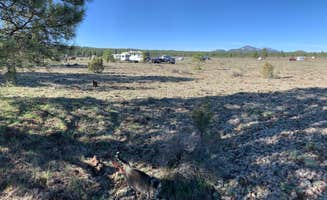 Lee's photo of camping with pets at Garland Prairie Rd Dispersed Camping near Kaibab National Forest