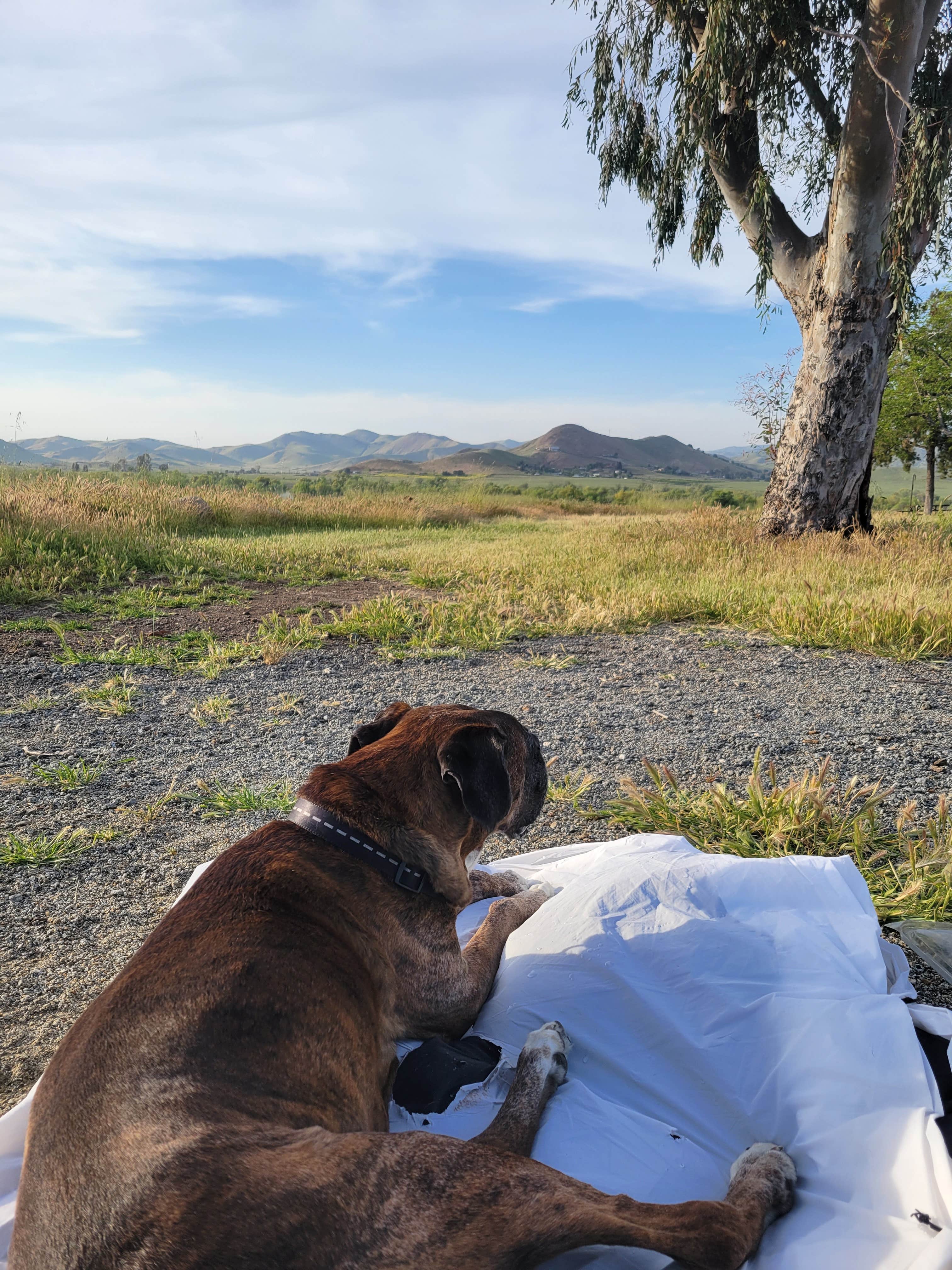 Courtney F.'s photo of camping with pets at Tule Campground near Kaweah Lake