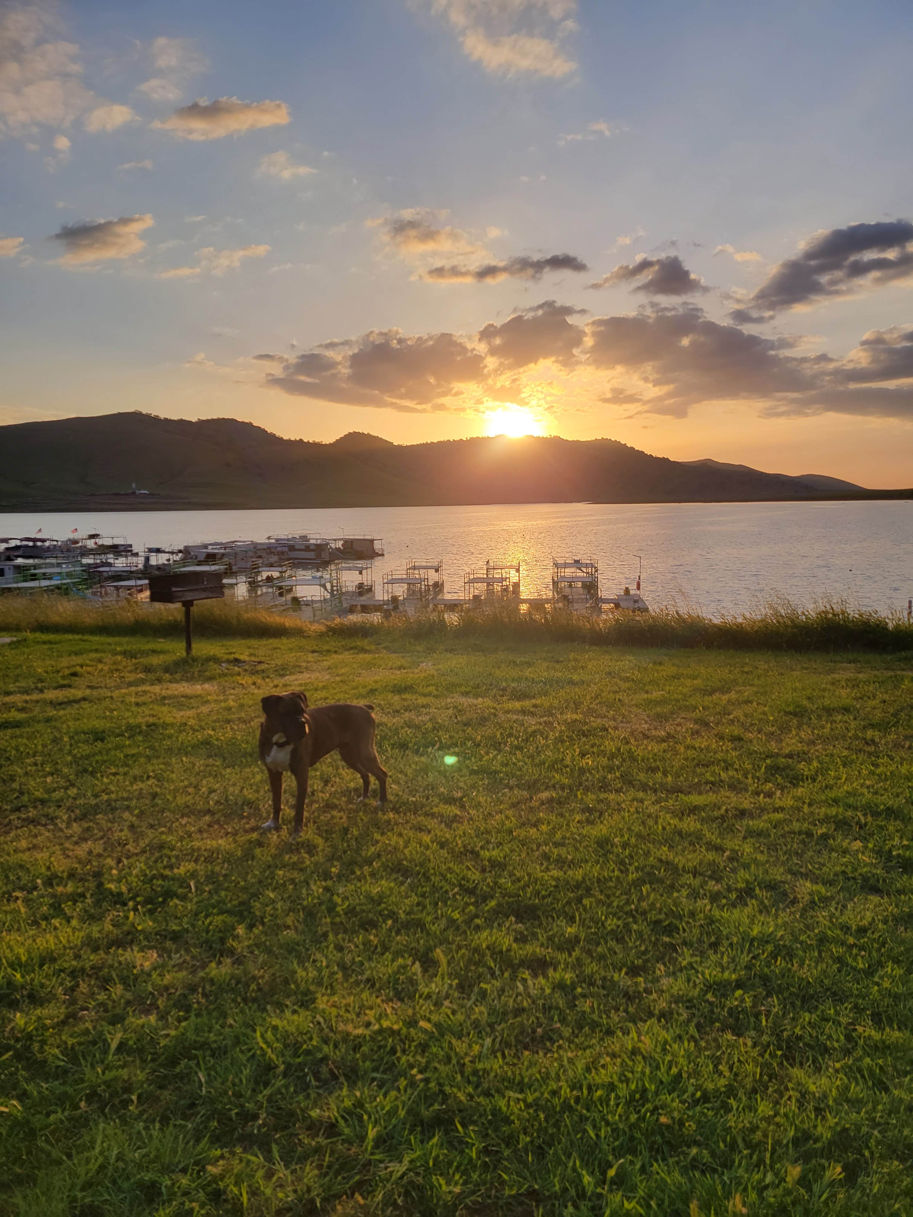 Courtney F.'s photo of camping with pets at Tule - Success Lake near Camp Nelson, CA