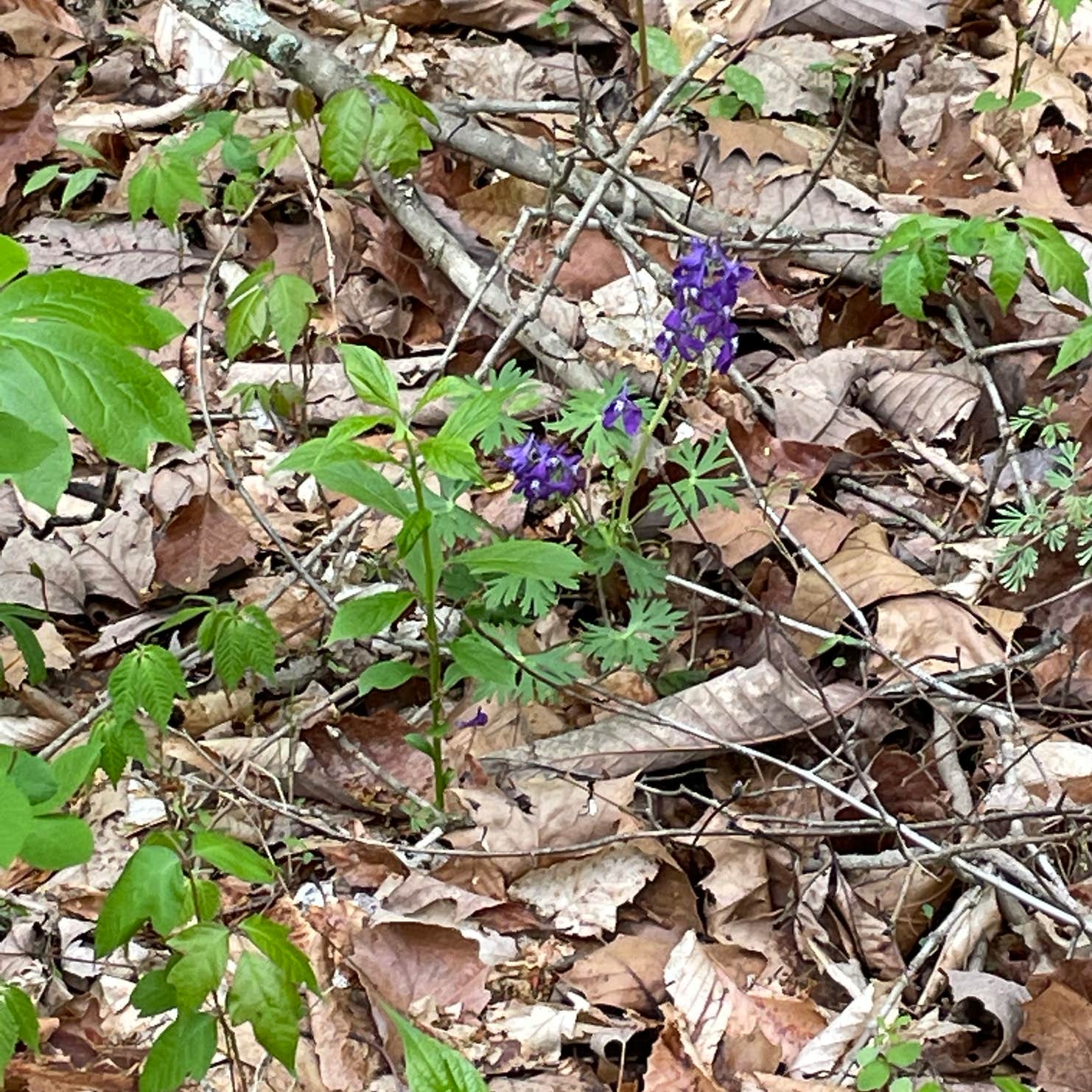Delaney Creek Park Camping Scottsburg, IN