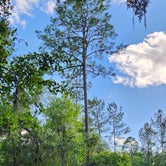 Review photo of Stephen Foster Folk Culture Center State Park Campground by Terry P., May 1, 2023
