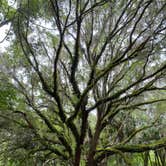 Review photo of Paynes Prairie Preserve State Park Campground by Amanda W., May 1, 2023