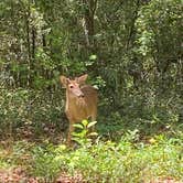 Review photo of Paynes Prairie Preserve State Park Campground by Amanda W., May 1, 2023