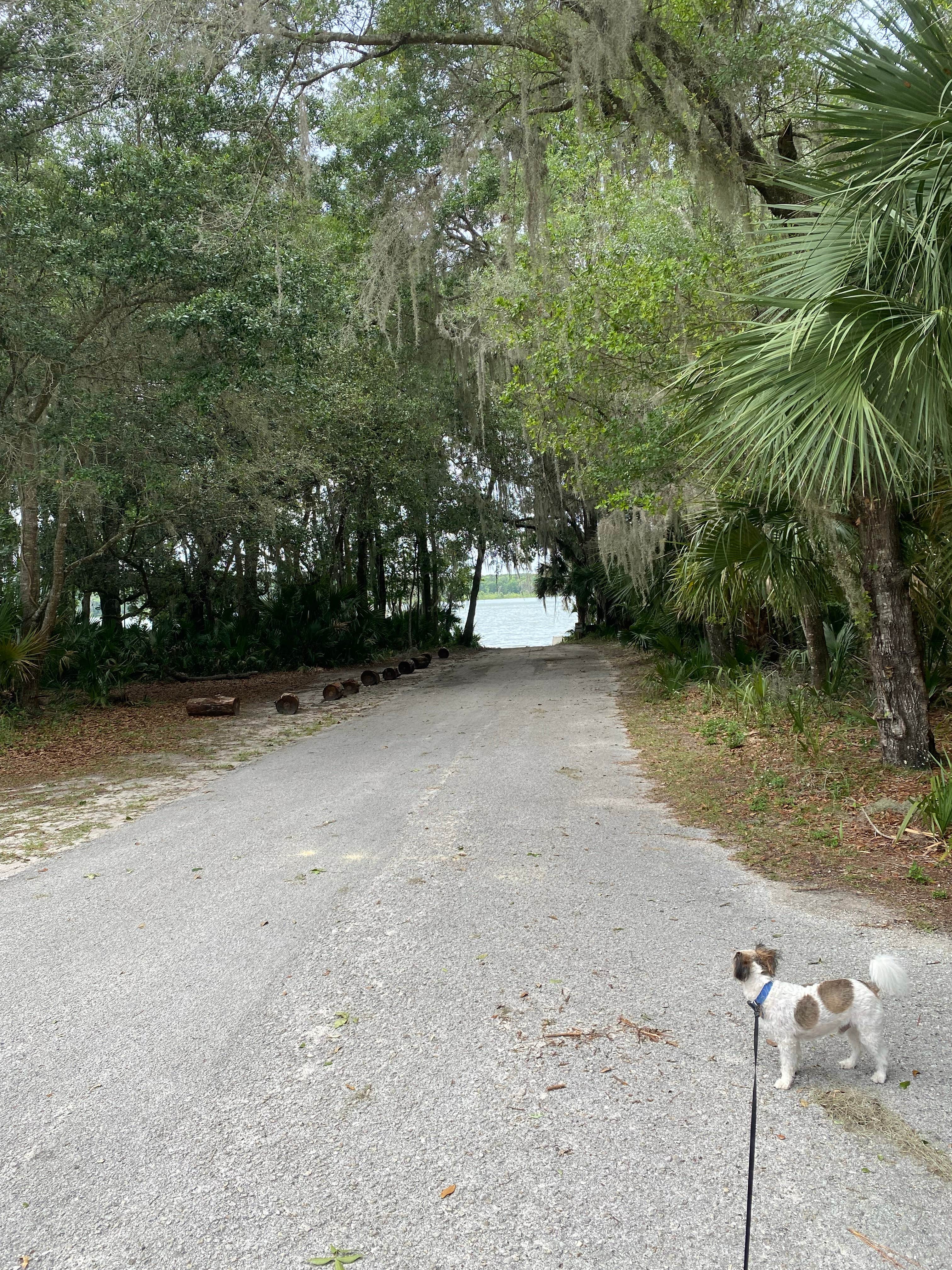 Amanda W.'s photo of camping with pets at Paynes Prairie Preserve State Park Campground near Waldo, FL