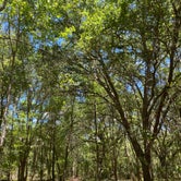 Review photo of Paynes Prairie Preserve State Park Campground by Amanda W., May 1, 2023