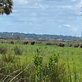 Review photo of Paynes Prairie Preserve State Park Campground by Amanda W., May 1, 2023