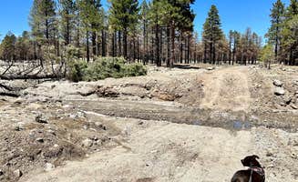 Ray & Terri F.'s photo of camping with pets at Lockett Meadow Dispersed Camping near Cameron, AZ