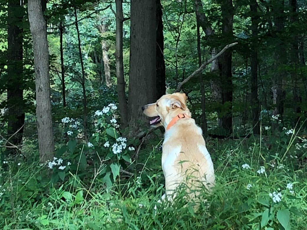 The Dyrt's photo of camping with pets at Tentrr Signature Site - Nockamixon Forest Camp near Neshanic Station, NJ